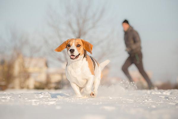 Tips To Keep Your Dog Safe In Winter | KeepDoggieSafe.com – Keep Doggie ...