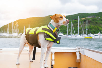 The Importance of Dog Safety Vests & When To Use Them