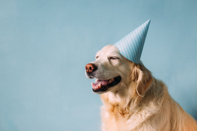 6 Ways to Celebrate Your Dog on National Dog Day