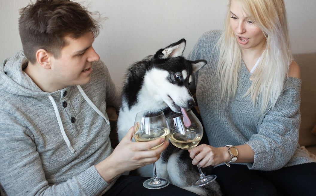 what happens if my dog drinks wine