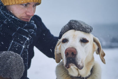 How To Tell If Your Dog Is Too Cold