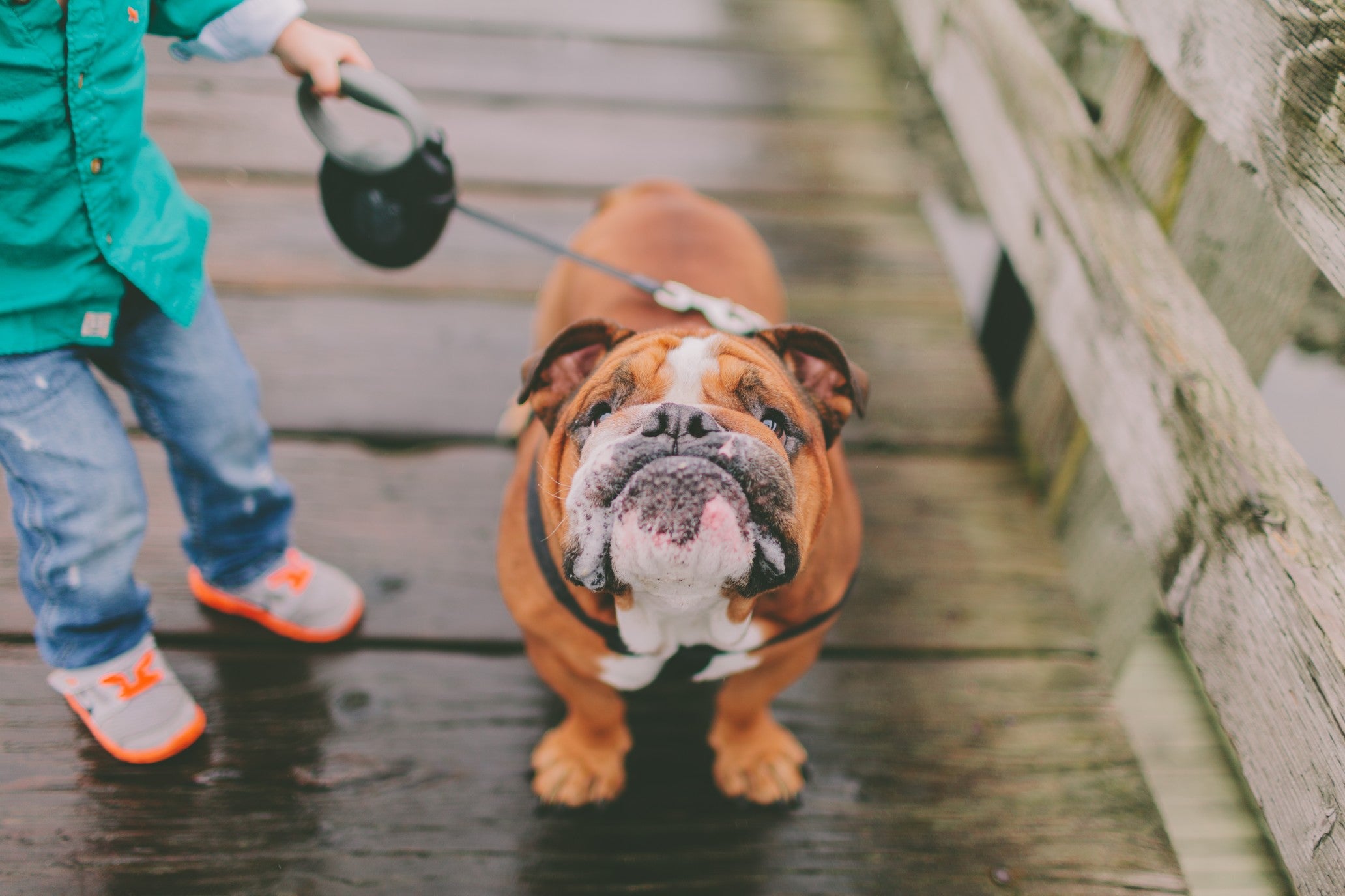 206 Halloween Dog Names for Spooky Pups