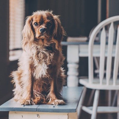 9 Common Household Items That Could Be Dangerous To Your Dog