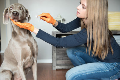 4 Tips to Clean Your Dog's Teeth and Leave With Both Hands