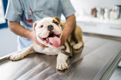 How To Care For Your Pet After Surgery