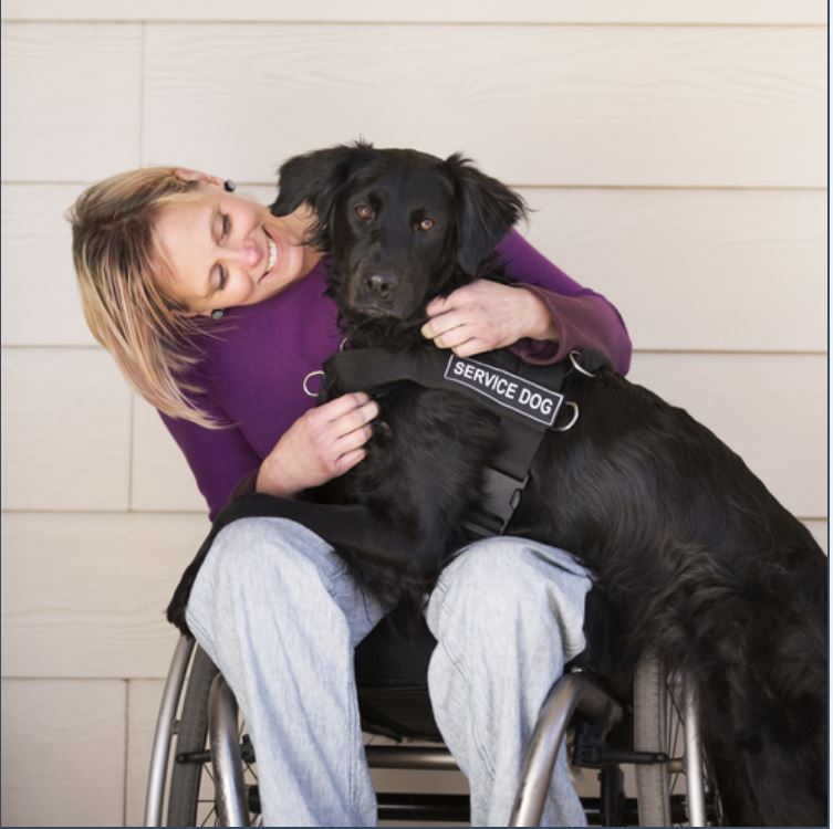 What Qualifies A Service Dog As A Service Dog? – Keep Doggie Safe