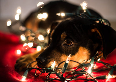 Holiday Dangers for Dogs