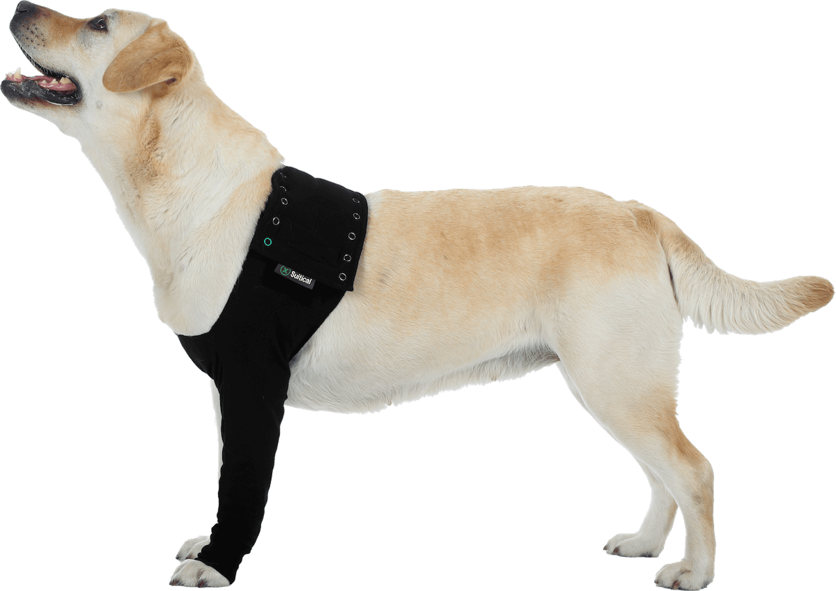 Leg Protection Keep Doggie Safe