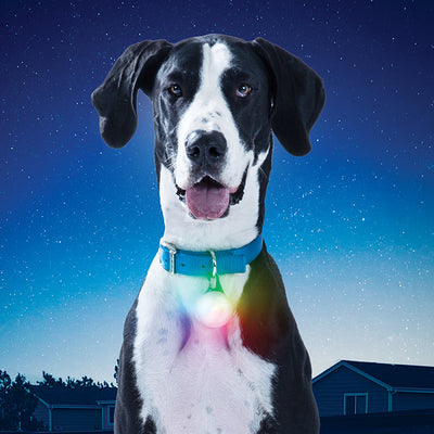 Nite Ize SpotLit  XL Rechargeable Disco-O Select Dog Collar Light