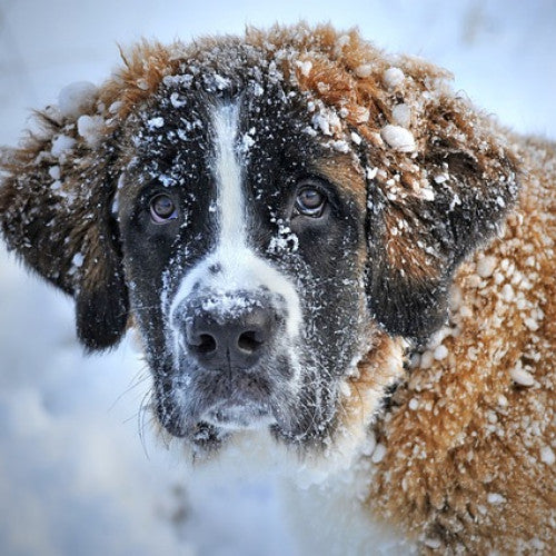 Keep Pets Warm In Winter