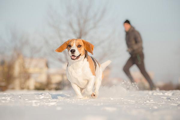 Tips to Keep Your Dog Safe in Winter