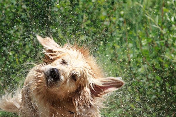 Protecting Your Dog From Heat -Summer Dog Fun