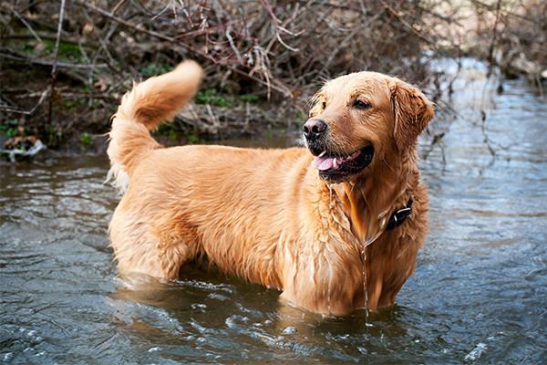 7 Tips To Keep Your Doggie Safe in the Water
