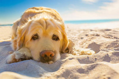 Heat Stroke Treatment For Dogs