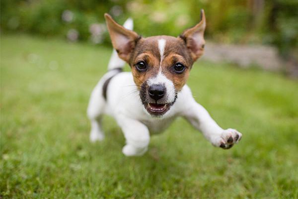 Tips to Potty Train Your New Puppy