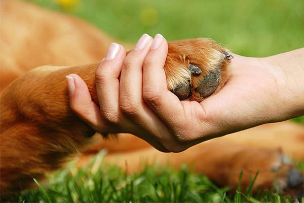 Treating and Preventing Dog Paw Injuries in the Summer Heat