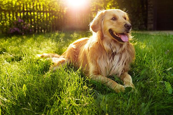 10 Ways to Keep Your Dog Safe This Summer