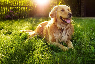 Dog Safety During the Summer