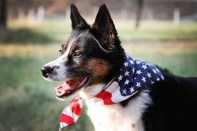 Labor Day Pet Safety Tips