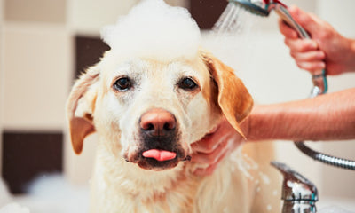 6 Simple Steps for Dog Grooming at Home