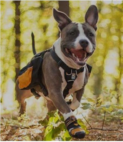 These Boots Are Made For Walkin': How And Why To Protect Your Dog's Feet