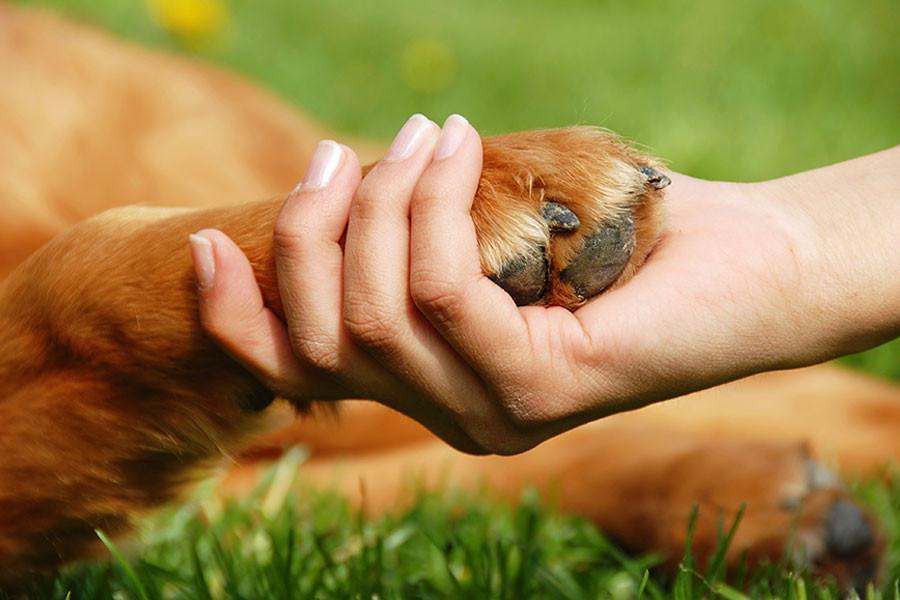 Treatments for Dog Paw Injuries