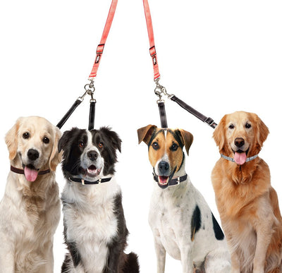 How to Walk Multiple Dogs SAFELY