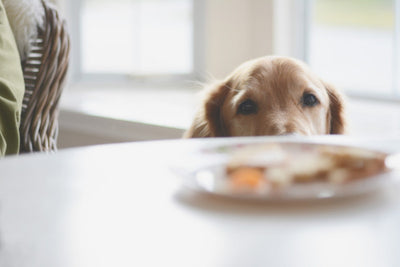 DON'T EAT THAT! 10 Foods That Are Toxic To Your Dog