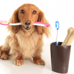 Keep Your Doggie's Teeth in Tip-Top Shape!