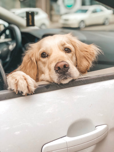 What You Should Know About Leaving Your Dog In The Car