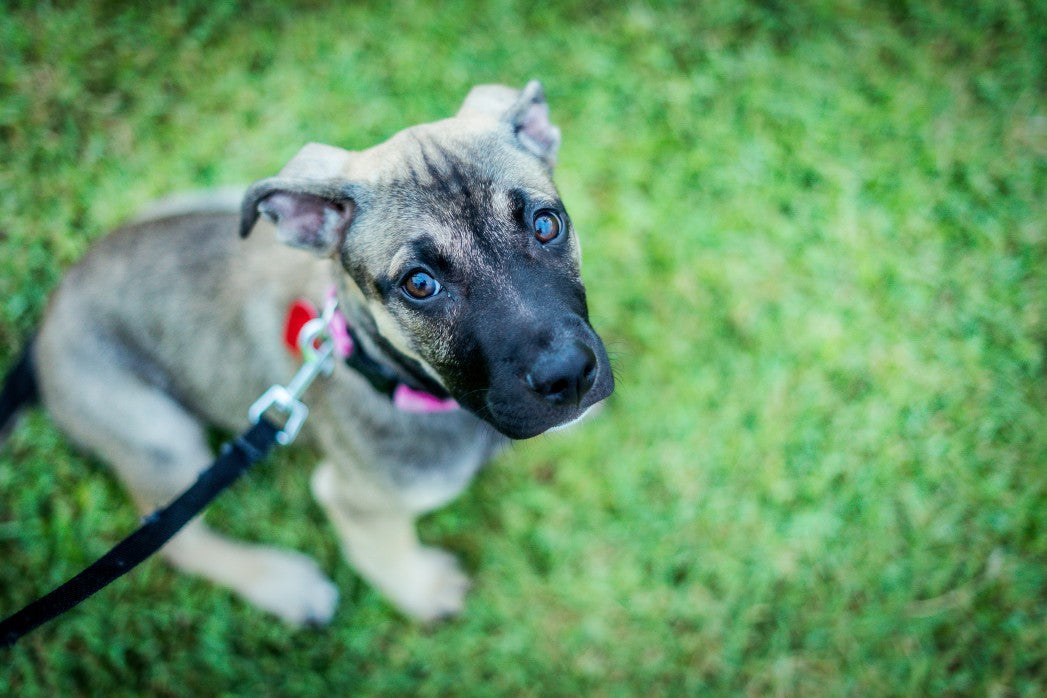 9 Questions To Ask Before Adopting A Shelter Dog
