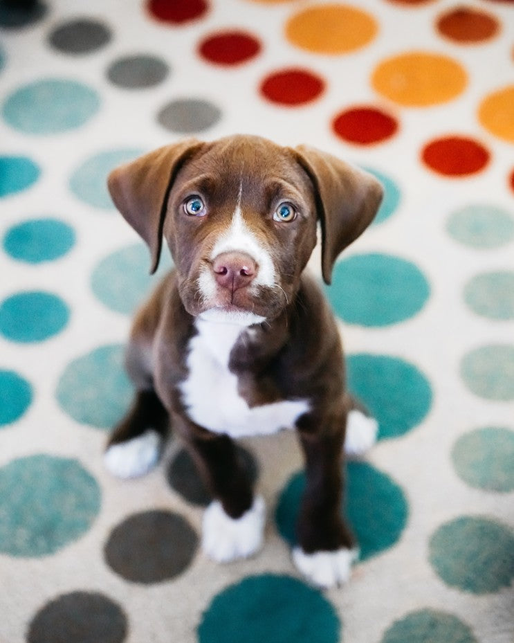 Steps For Bringing A New Puppy Into Your Home
