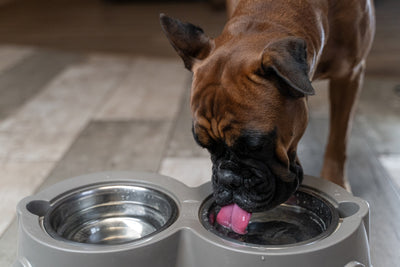How Much Water Does Your Dog Really Need?