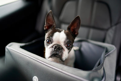 Everything You Need to Know About Dog Car Seats