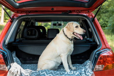 How to Keep Your Pup Safe While Traveling: A Guide for Dog Owners