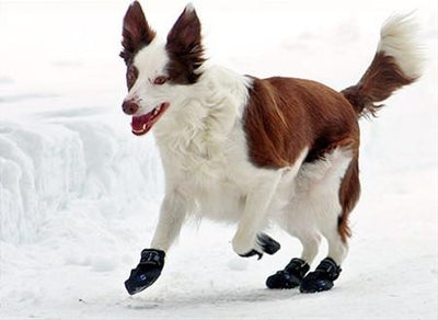 How to Train your Dog to Wear Dog Boots