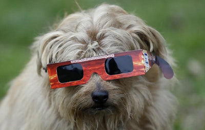 Protecting Your Dog's Eyes During the Eclipse