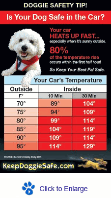 Dog In Hot Car - Stanford University Study