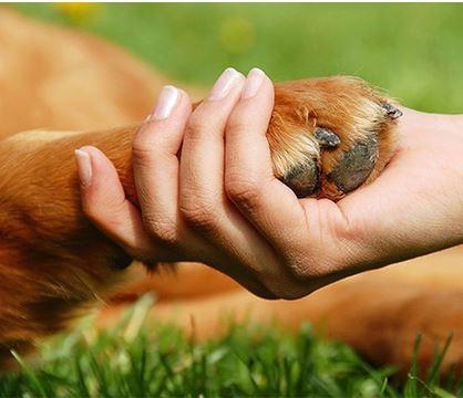 How to Bathe Your Dog's Paws