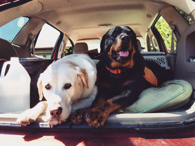 How to Road Trip Safely With Your Dog