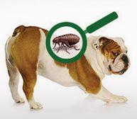 How To Break the Flea Infestation Cycle