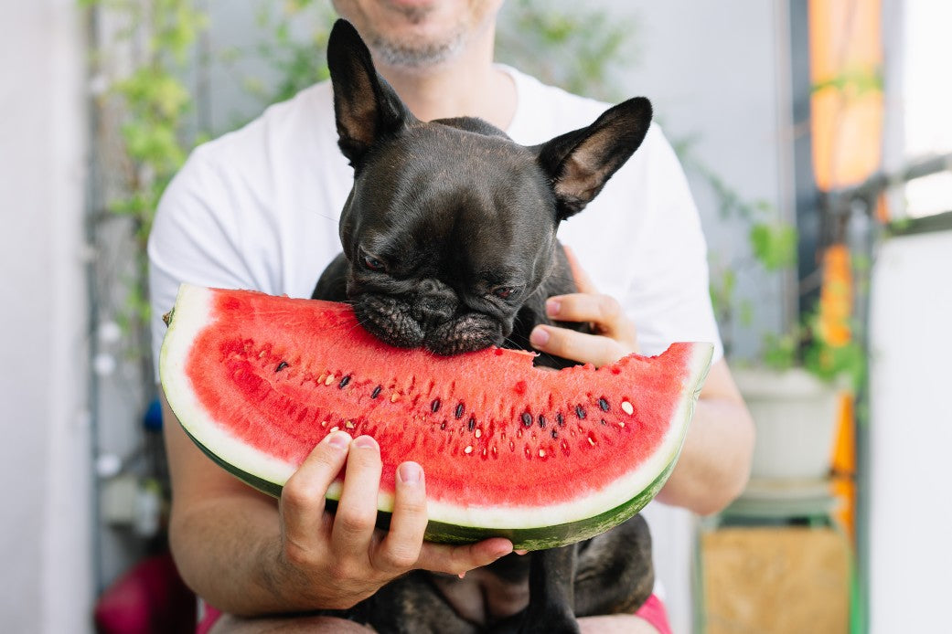 Can Dogs Eat Fruit?