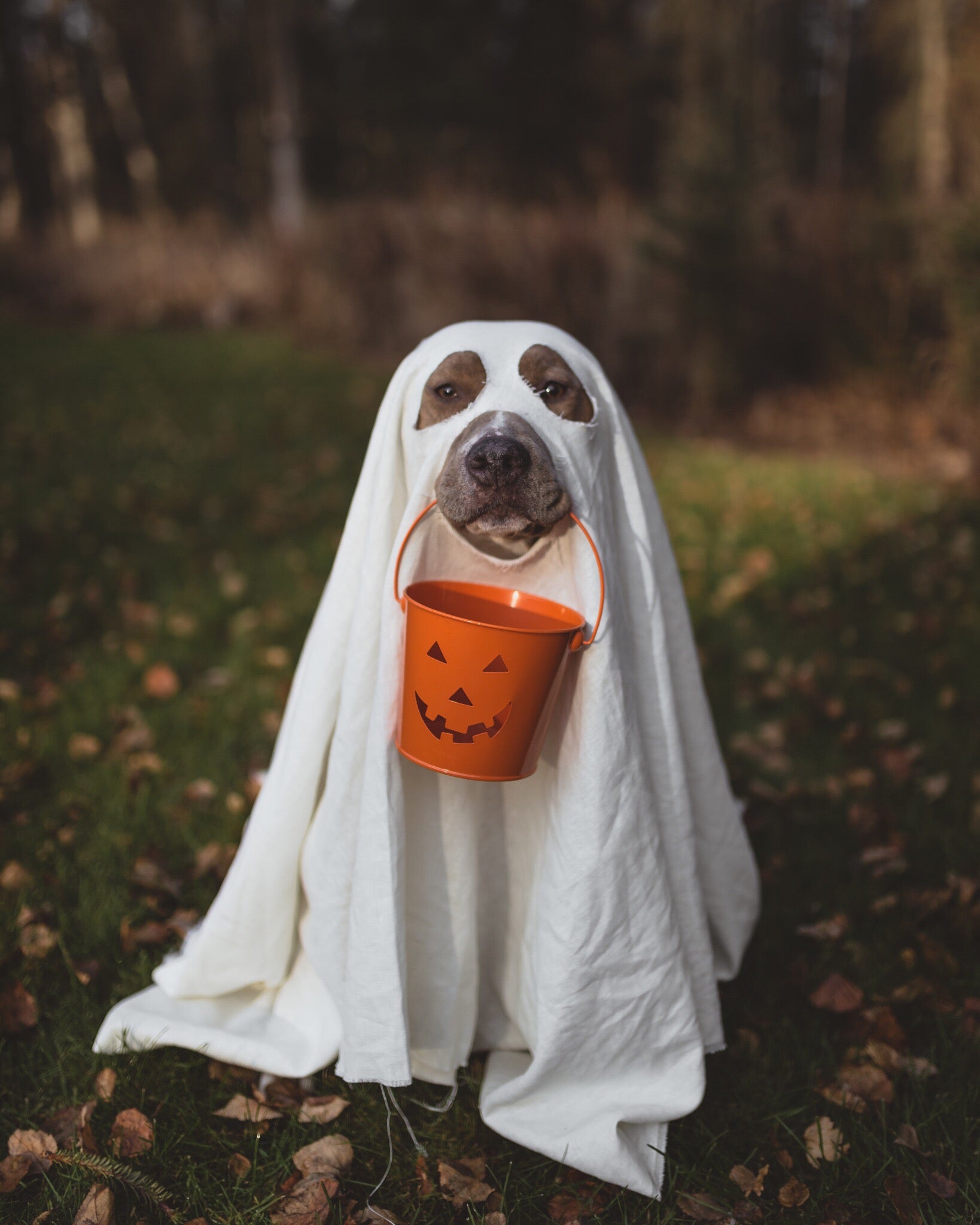 Avoiding Halloween Dangers – Keep Doggie Safe