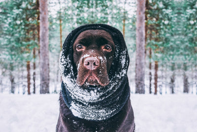 Cold Weather Dog Safety Tips