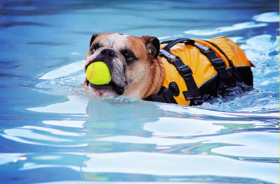 Dog Water Safety: Tips for Splashing Safely