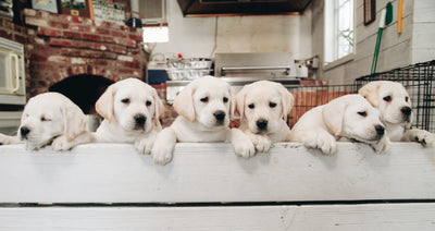 10 Questions You Should Ask Your Breeder
