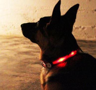 Nitebeam Collar and Leash Review