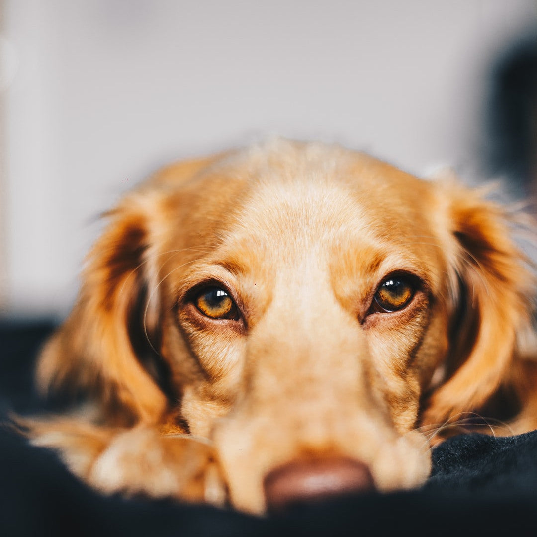 Anxiety in Dogs? It’s More Likely Than You Think.
