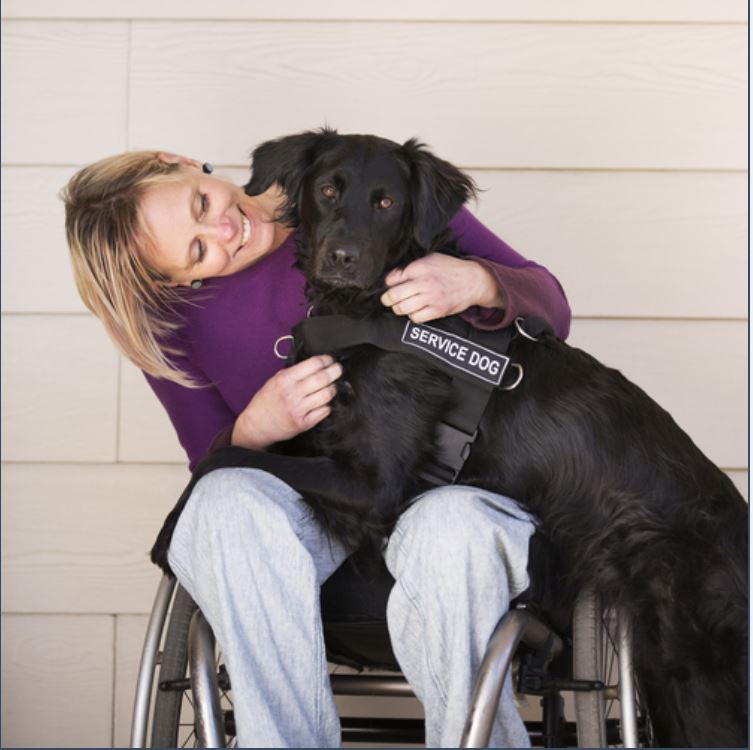 What Qualifies A Service Dog As A Service Dog?
