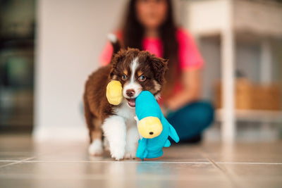 4 Ways to Make Your Dog's Toys Last